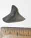 Pungo Megalodon Shark Tooth